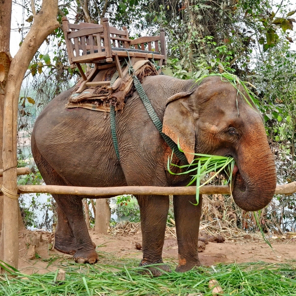 elephants d'asie,luang prabang,laos